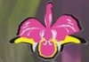Орхидея-парфюм